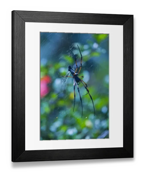 Framed Print : Seychelles, Praslin Island, Vallee de Mai National Park, Palm Spider, nephila inaurita