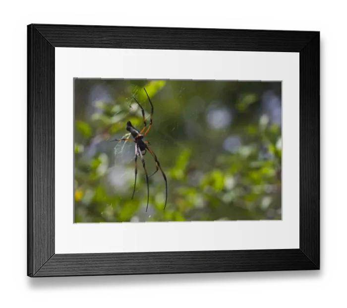 Framed Print : Africa, Seychelles Framed Print : Africa, Seychelles