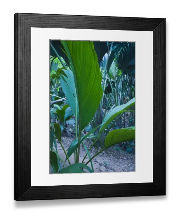 Framed Print : Seychelles, Praslin Island, Vallee de Mai National Park, Palm forest Framed Print : Seychelles, Praslin Island, Vallee de Mai National Park, Palm forest