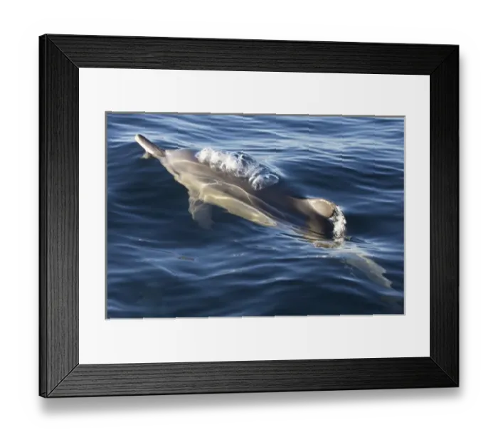 Framed Print : South Cape Town. A bottlenose dolphin comes up for air while swimming alongside a boat Framed Print : South Cape Town. A bottlenose dolphin comes up for air while swimming alongside a boat
