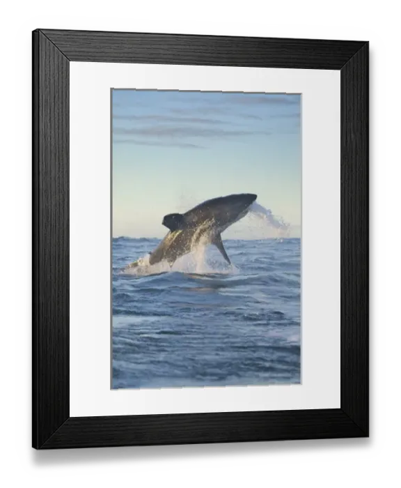 Framed Print : South Cape Town. A great white shark propels himself out of the water, trying to strike