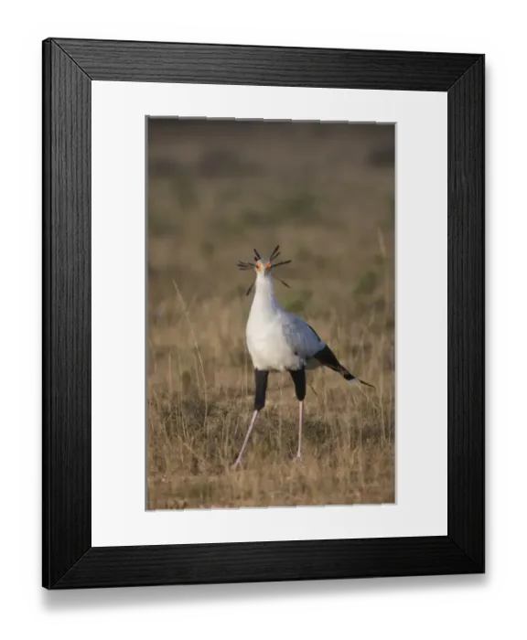 Framed Print : South Port Elizabeth, Shamwari Game Reserve. A secretary bird displays its head feathers