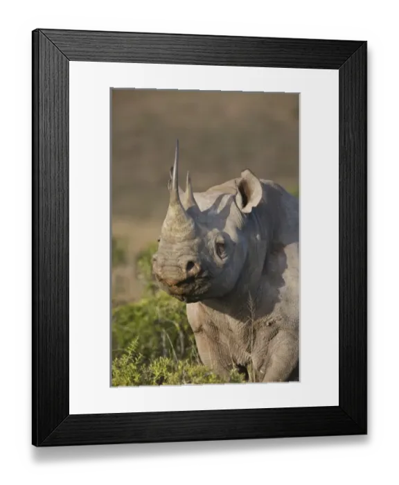 Framed Print : Africa, South Africa Framed Print : Africa, South Africa