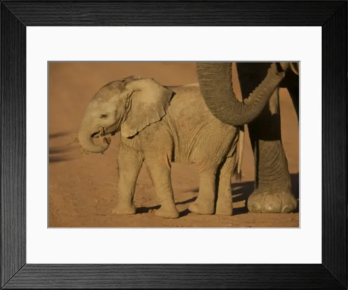 Framed Print : South Port Elizabeth, Shamwari Game Reserve. Baby elephant plays with a branch, mimicking Framed Print : South Port Elizabeth, Shamwari Game Reserve. Baby elephant plays with a branch, mimicking
