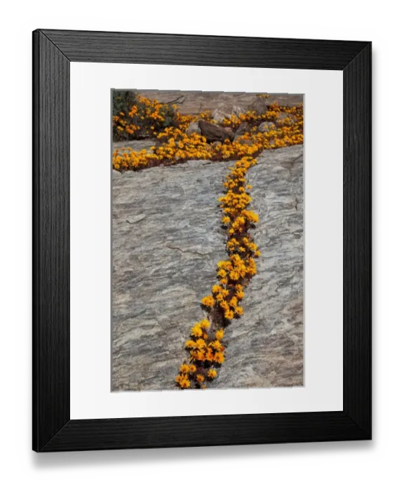Framed Print : South Namaqualand. Orange wildflower blossoms among rocks Framed Print : South Namaqualand. Orange wildflower blossoms among rocks
