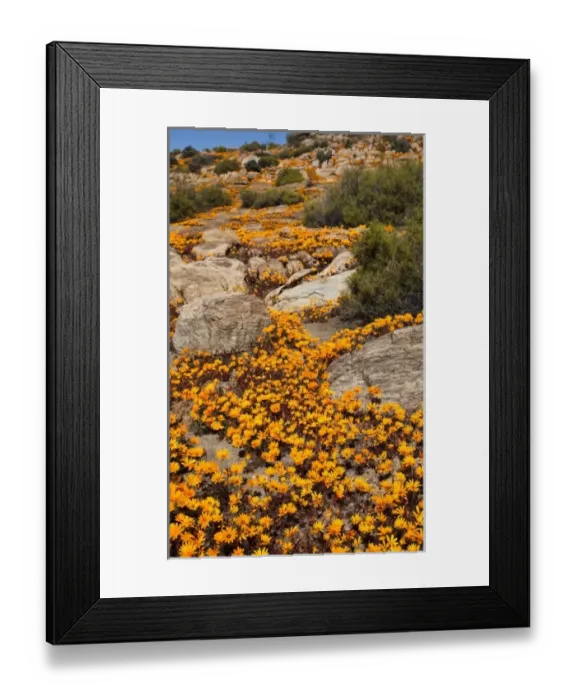 Framed Print : Africa, South Africa Framed Print : Africa, South Africa