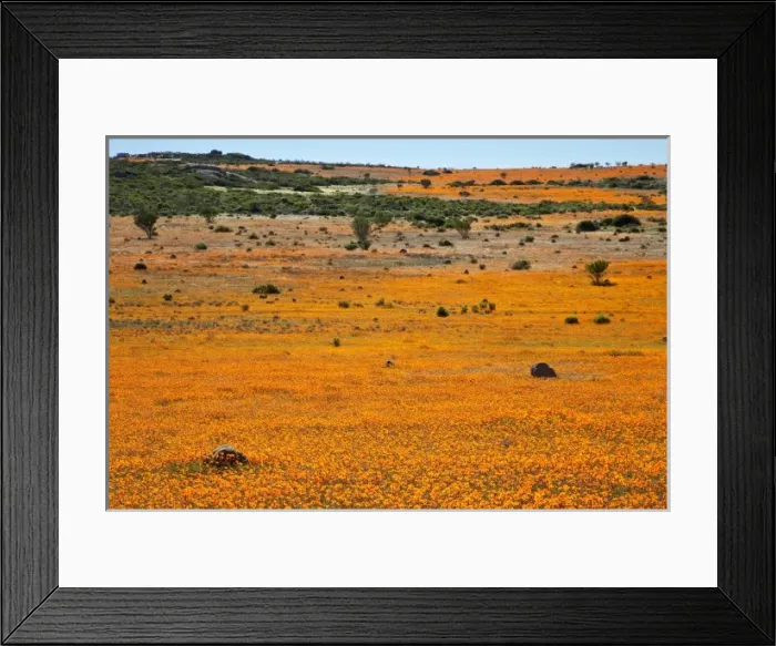 Framed Print : South Namaqualand. Field of orange blossoms in Namaqua National Park