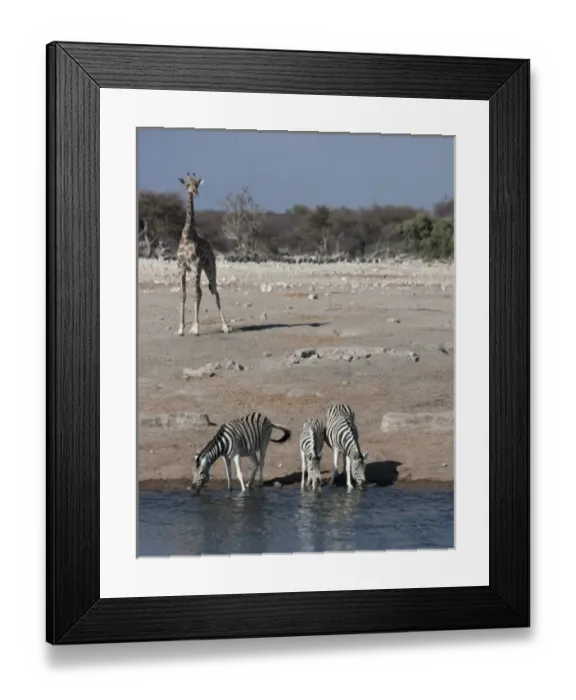 Framed Print : Africa, South Africa Framed Print : Africa, South Africa