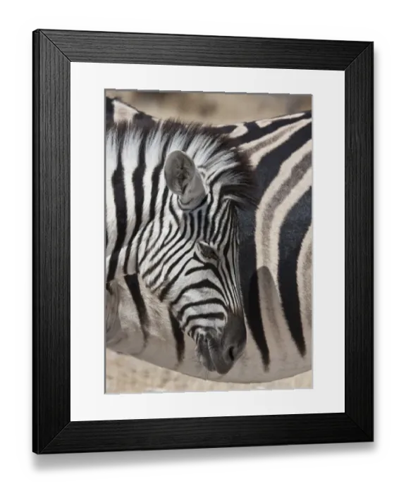 Framed Print : Africa, South Africa Framed Print : Africa, South Africa