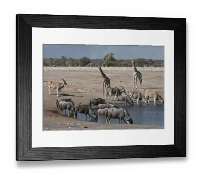 Framed Print : Namibia, Etosha National Park. Variety of animals gathered at Chudop waterhole Framed Print : Namibia, Etosha National Park. Variety of animals gathered at Chudop waterhole