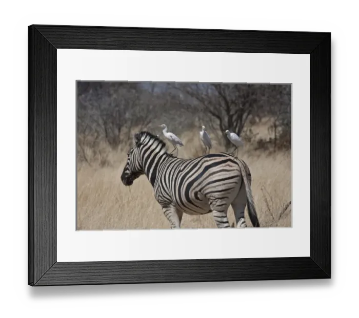 Framed Print : Africa, South Africa