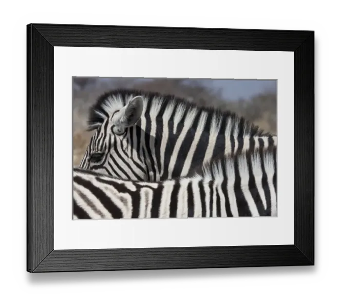 Framed Print : Namibia, Etosha National Park. Patterns formed by two zebras standing beside each other