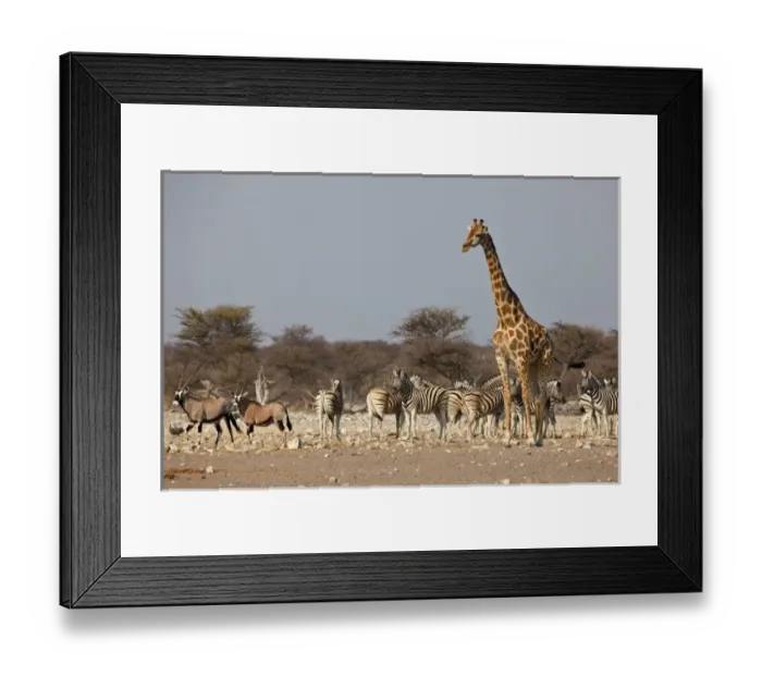 Framed Print : Africa, South Africa