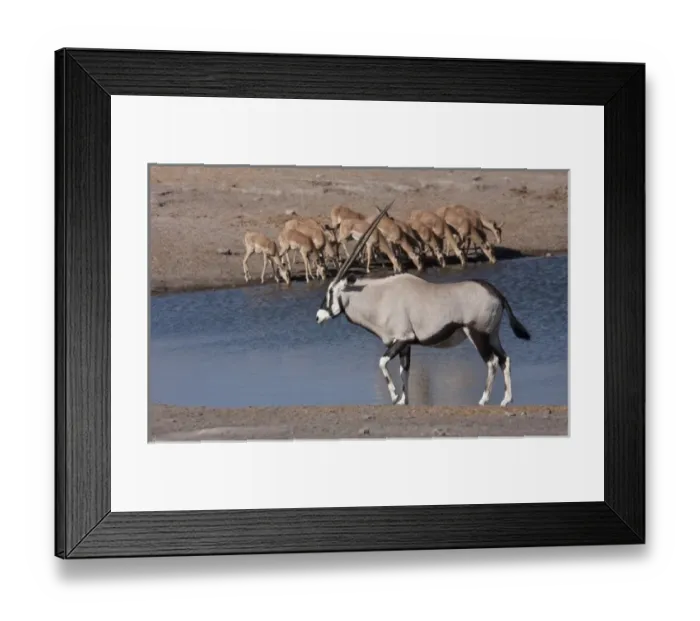 Framed Print : Namibia, Etosha National Park. Oryx and black-faced impala at Chudop waterhole Framed Print : Namibia, Etosha National Park. Oryx and black-faced impala at Chudop waterhole