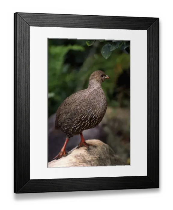 Framed Print : Africa, South Africa, Western Cape Province. Cape Francolin fowl (Francolinus capensis) Framed Print : Africa, South Africa, Western Cape Province. Cape Francolin fowl (Francolinus capensis)