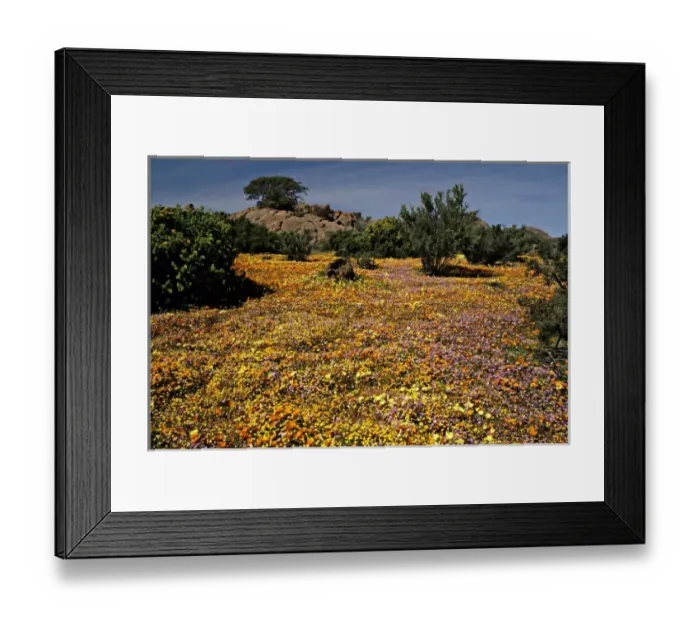 Framed Print : Africa, South Africa, Northern Cape Province, Namaqualand. Exhuberant wildflower Framed Print : Africa, South Africa, Northern Cape Province, Namaqualand. Exhuberant wildflower