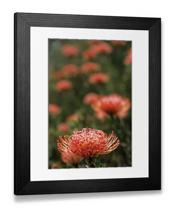 Framed Print : Africa, South Africa, Capetown. Pincushion Protea or Leucospermum flowers Framed Print : Africa, South Africa, Capetown. Pincushion Protea or Leucospermum flowers