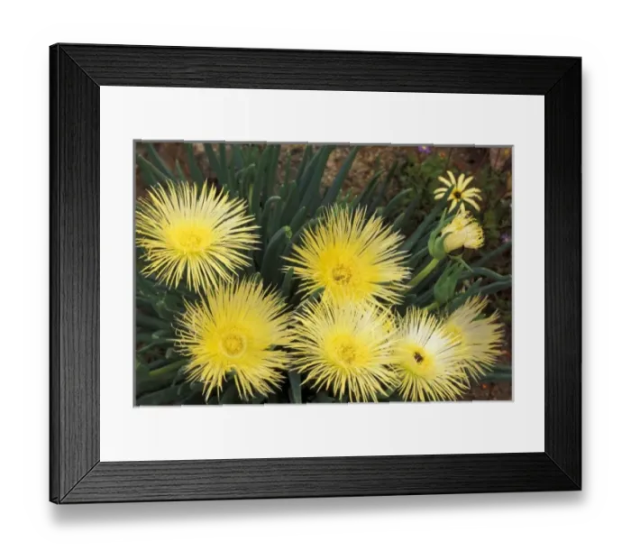 Framed Print : Africa, South Africa Framed Print : Africa, South Africa