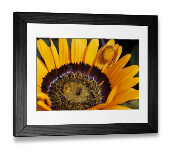 Framed Print : Africa, South Africa Framed Print : Africa, South Africa