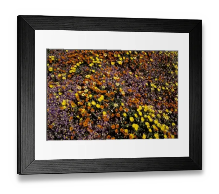 Framed Print : Africa, South Africa, Namaqualand. Carpet of mixed wildflowers Framed Print : Africa, South Africa, Namaqualand. Carpet of mixed wildflowers