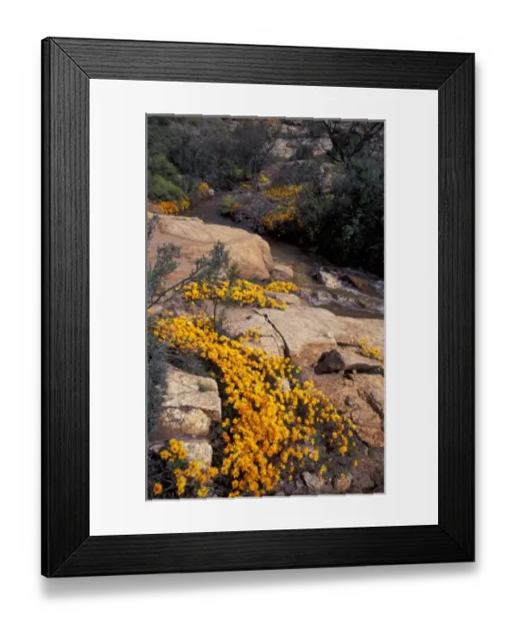 Framed Print : Unknown. Africa, South Africa, Namaqualand Framed Print : Unknown. Africa, South Africa, Namaqualand