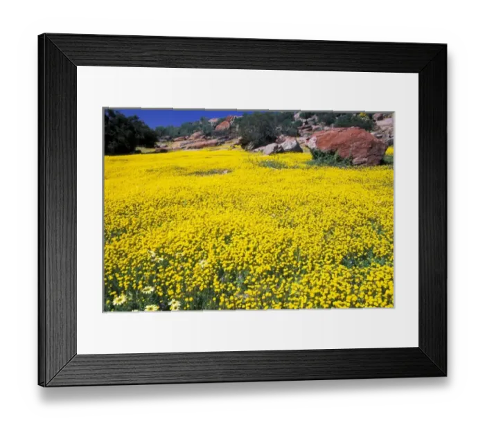 Framed Print : Africa, South Africa Framed Print : Africa, South Africa