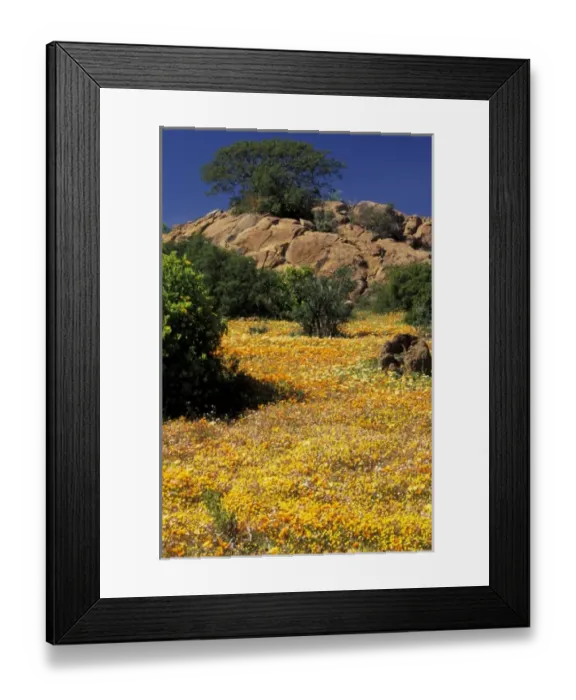 Framed Print : Africa, South Africa Framed Print : Africa, South Africa