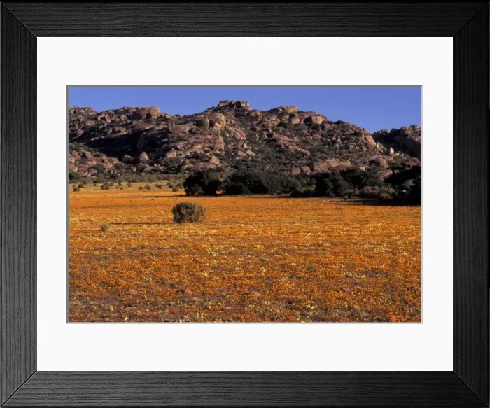 Framed Print : Africa, South Africa, Namaqualand, Nourivier. Meadow of mixed wildflowers