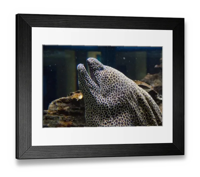 Framed Print : South Africa, Cape Town. Two Oceans Aquarium, Honeycomb moray eel (captive) Framed Print : South Africa, Cape Town. Two Oceans Aquarium, Honeycomb moray eel (captive)