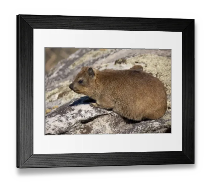 Framed Print : South Africa, Cape Town, Table Mountain. Rock Hyrax (AKA dassie) on the top of Table Mountain