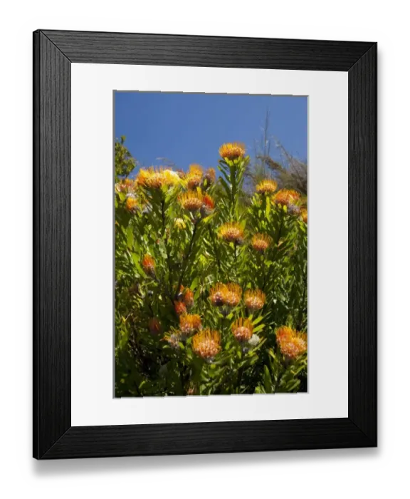 Framed Print : South Africa, Cape Town, Kirstenbosch National Botanical Garden. Protea Garden, indigenous Framed Print : South Africa, Cape Town, Kirstenbosch National Botanical Garden. Protea Garden, indigenous