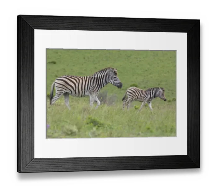 Framed Print : South Africa, East London, Inkwenkwezi Private Game Reserve. Common or Burchells zebra (Wild Framed Print : South Africa, East London, Inkwenkwezi Private Game Reserve. Common or Burchells zebra (Wild