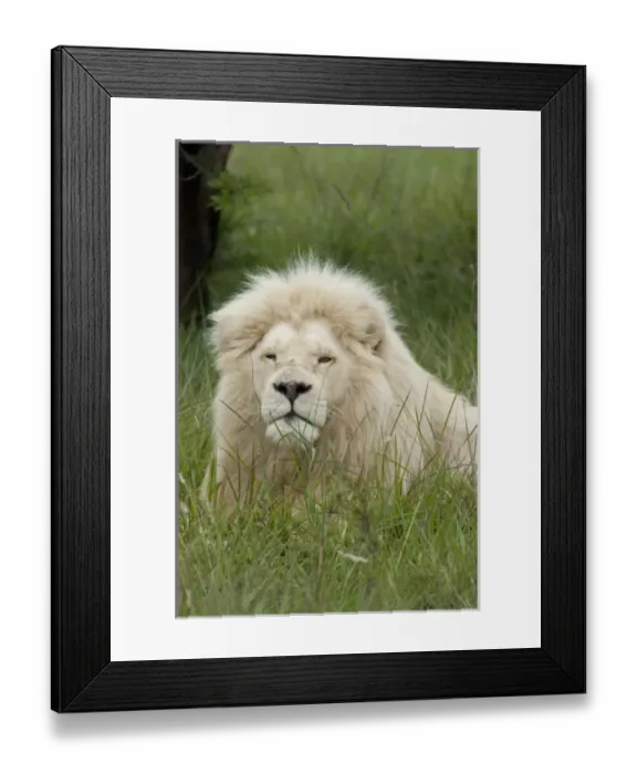 Framed Print : Africa, South Africa