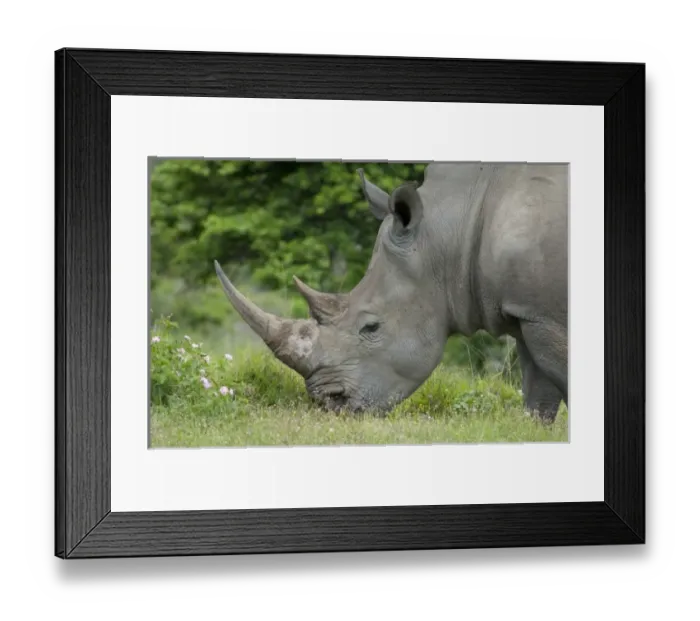 Framed Print : South Africa, Eastern Cape, East London, Inkwenkwezi Private Game Reserve. African Framed Print : South Africa, Eastern Cape, East London, Inkwenkwezi Private Game Reserve. African