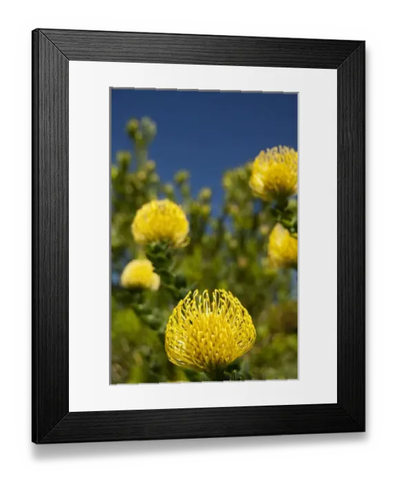 Framed Print : South Africa, Cape Town, Kirstenbosch National Botanical Garden. Yellow pincushion protea Framed Print : South Africa, Cape Town, Kirstenbosch National Botanical Garden. Yellow pincushion protea