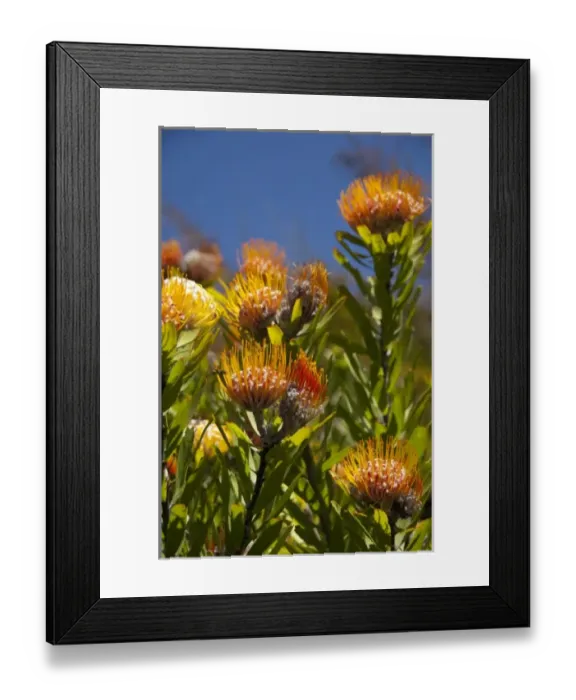 Framed Print : South Africa, Cape Town, Kirstenbosch National Botanical Garden. Protea Garden, indigenous Framed Print : South Africa, Cape Town, Kirstenbosch National Botanical Garden. Protea Garden, indigenous