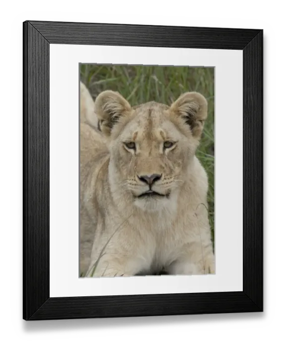 Framed Print : Africa, South Africa