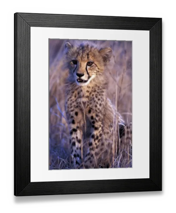Framed Print : Africa, South Africa, Phinda Reserve. King Cheetah (Acinonyx jubatus)