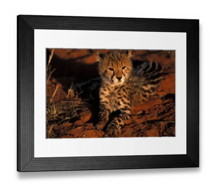 Framed Print : Africa, South Africa, Kalahari Desert. King Cheetah (Acinonyx jubatus) Framed Print : Africa, South Africa, Kalahari Desert. King Cheetah (Acinonyx jubatus)