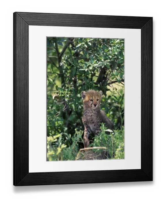 Framed Print : Africa, Kenya, Masai Mara Game Reserve. Cheetah cub (Acinonyx jubatus) Framed Print : Africa, Kenya, Masai Mara Game Reserve. Cheetah cub (Acinonyx jubatus)
