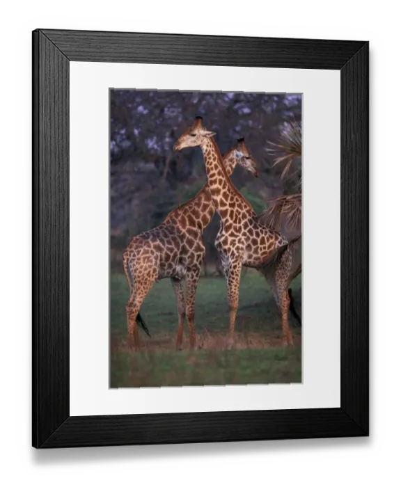 Framed Print : Africa, South Africa, Phinda Reserve. Giraffes Framed Print : Africa, South Africa, Phinda Reserve. Giraffes