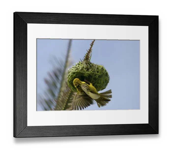 Framed Print : Africa, South Africa, KwaZulu Natal, Durban, Umhlanga Rocks, Weaver bird making nest (RF) Framed Print : Africa, South Africa, KwaZulu Natal, Durban, Umhlanga Rocks, Weaver bird making nest (RF)