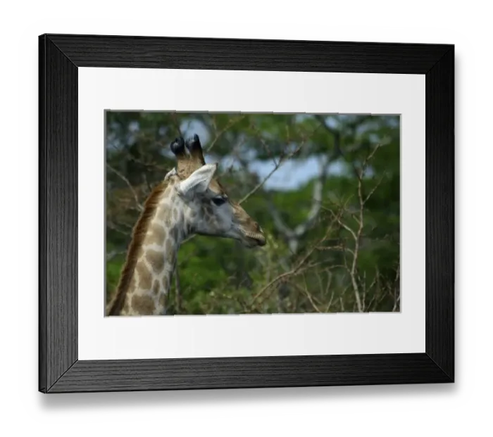 Framed Print : Africa, South Africa