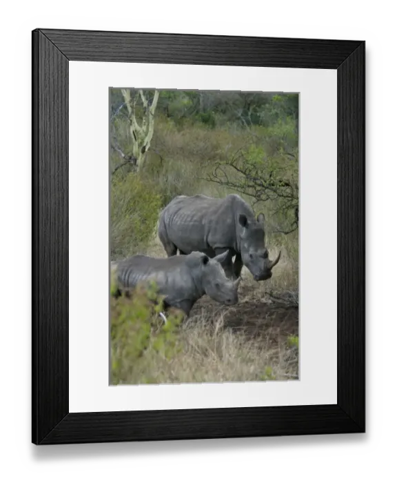 Framed Print : Africa, South Africa, KwaZulu Natal, Hluhluwe, White rhino in Zulu Nyala Game Reserve Framed Print : Africa, South Africa, KwaZulu Natal, Hluhluwe, White rhino in Zulu Nyala Game Reserve