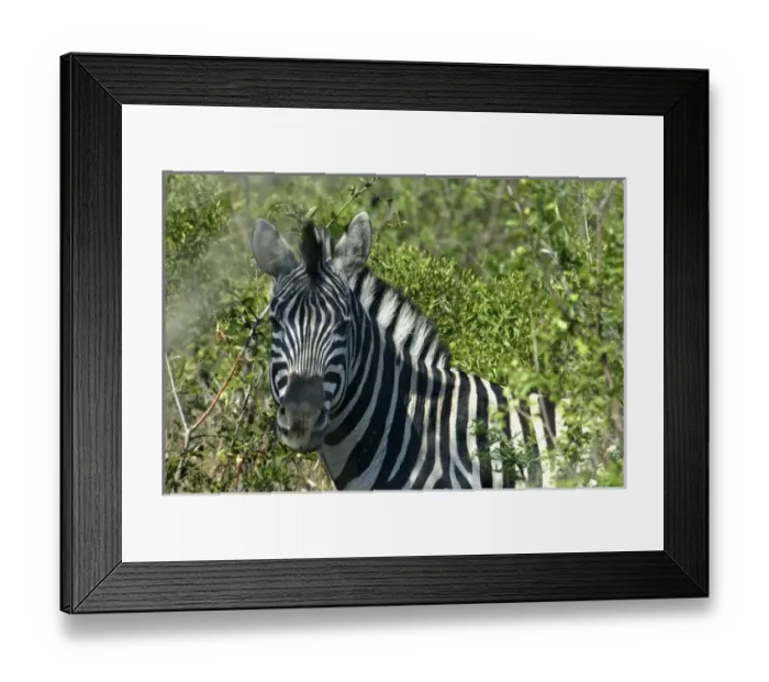Framed Print : Africa, South Africa, KwaZulu Natal, Hluhluwe Umfolozi National Park, zebra (RF) Framed Print : Africa, South Africa, KwaZulu Natal, Hluhluwe Umfolozi National Park, zebra (RF)