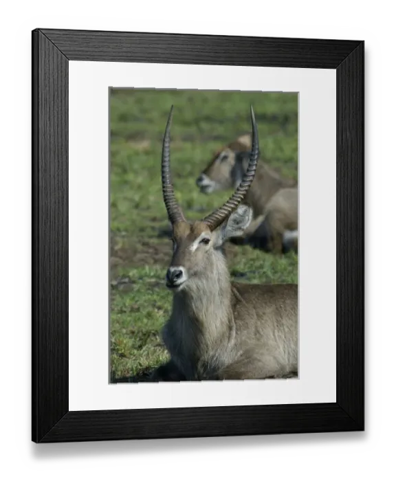 Framed Print : Africa, South Africa, KwaZulu Natal, waterbuck in Hluhluwe Umfolozi National Park (RF) Framed Print : Africa, South Africa, KwaZulu Natal, waterbuck in Hluhluwe Umfolozi National Park (RF)
