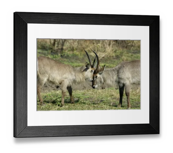Framed Print : Africa, South Africa