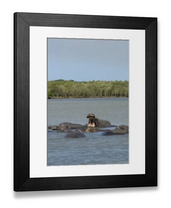 Framed Print : Africa, South Africa, KwaZulu Natal, Greater St Lucia Wetland Park, iSimangaliso Wetlands Park Framed Print : Africa, South Africa, KwaZulu Natal, Greater St Lucia Wetland Park, iSimangaliso Wetlands Park