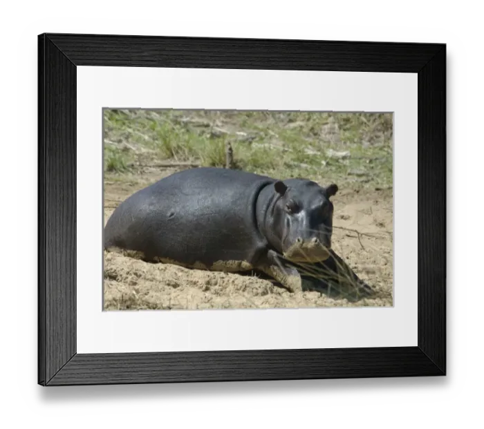 Framed Print : Africa, South Africa, KwaZulu Natal, Greater St Lucia Wetland Park, iSimangaliso Wetlands Park