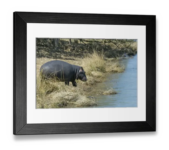 Framed Print : Africa, South Africa